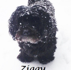 Ziggy .2003-2015